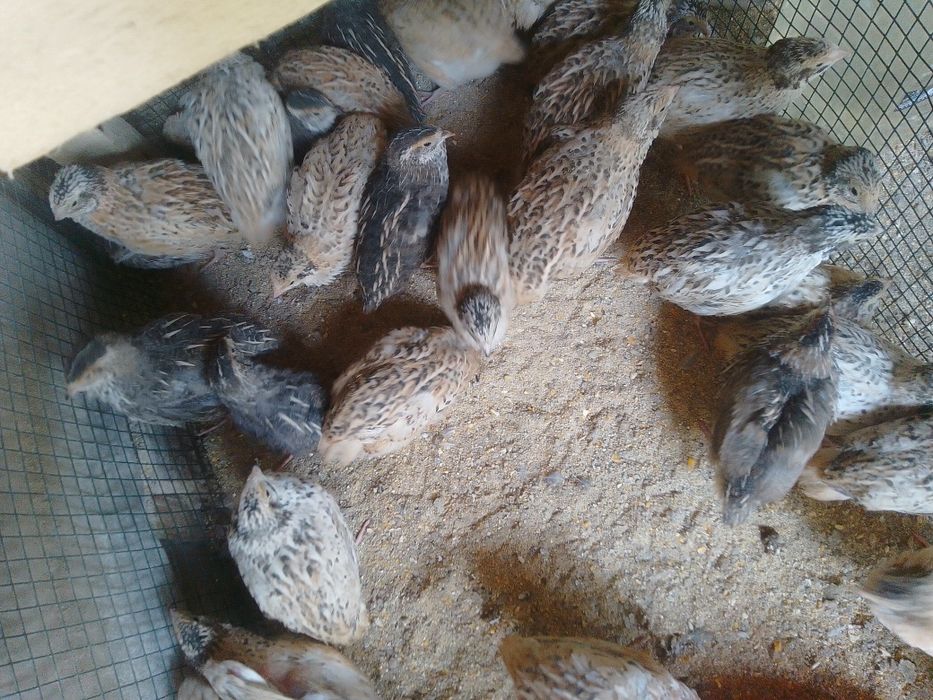 Prepelițe și pui de prepeliță de vânzare