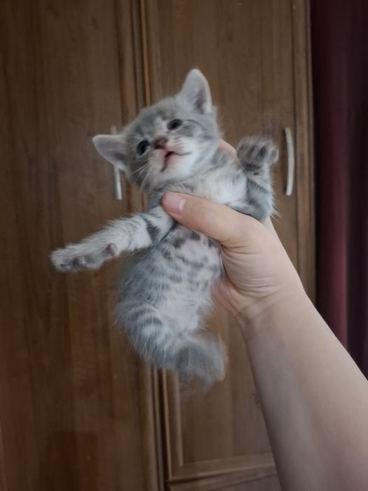 Отдам котят бесплатно