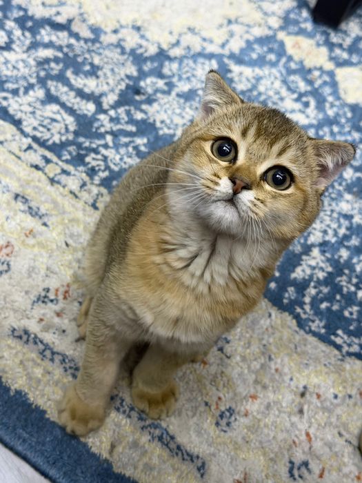 Золотая Шиншила кот