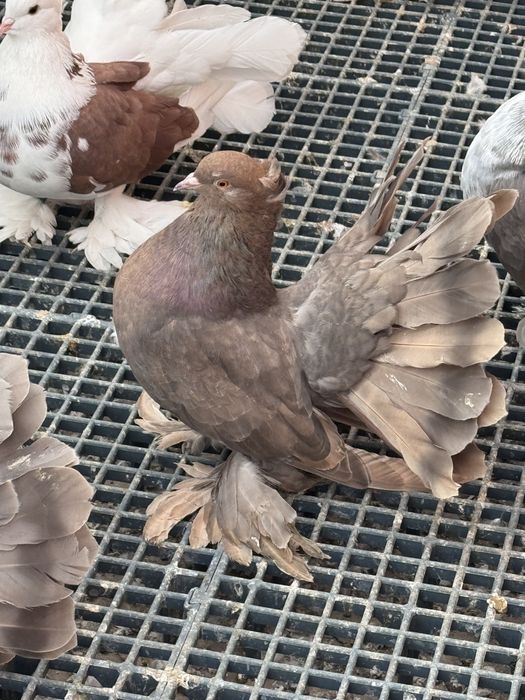 Vand Voltati indieni