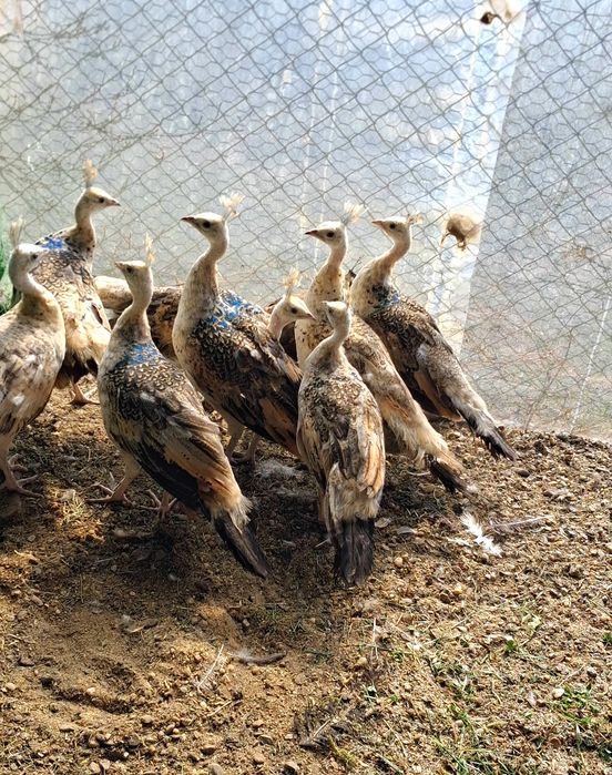 Pui paun umăr negru