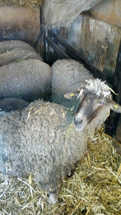 Oi sterpe de vanzare