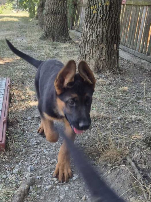 Catelusa ciobanesc german, 7 luni