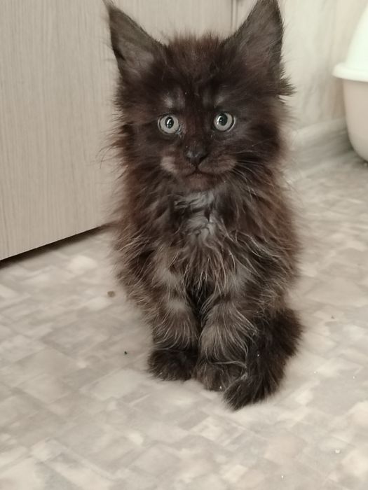 Котёнок Мейн-кун из питомника