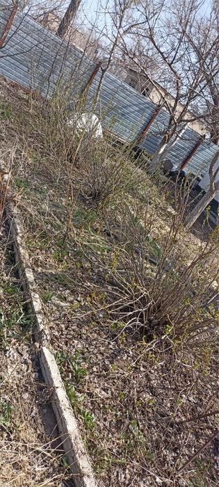 Продам дачу в Цветущем саду