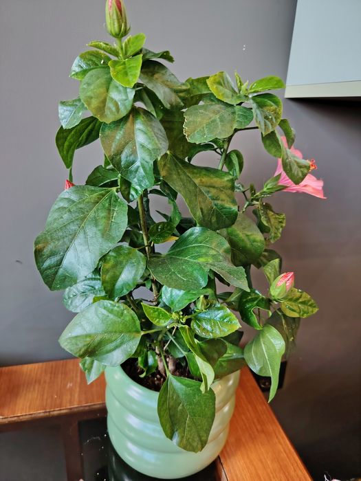 Розов.  Хибискус