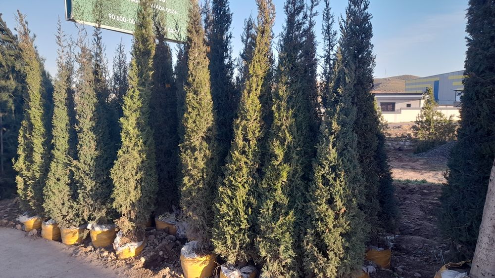 Sadovnik Archa ekish gazon ekish Gul ekish.