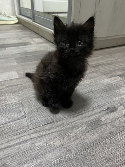 Кошечка ищет любящую семью