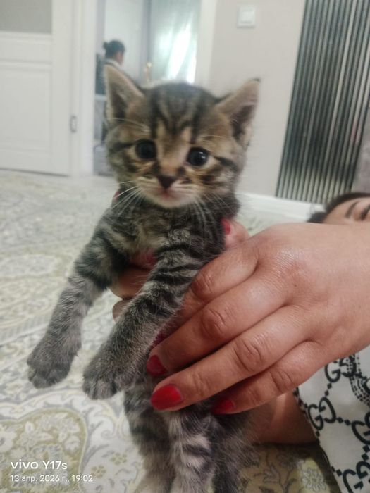 Котята мальчики от британки