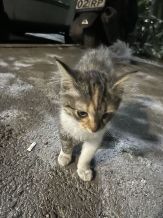 Котенок ищет свой дом