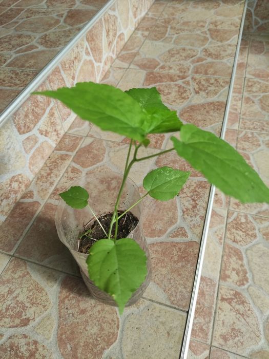 Хибискус Луна - градински