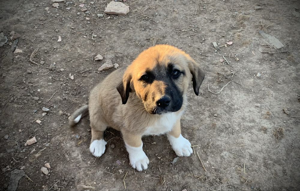 Отдам щенят адекватным людям