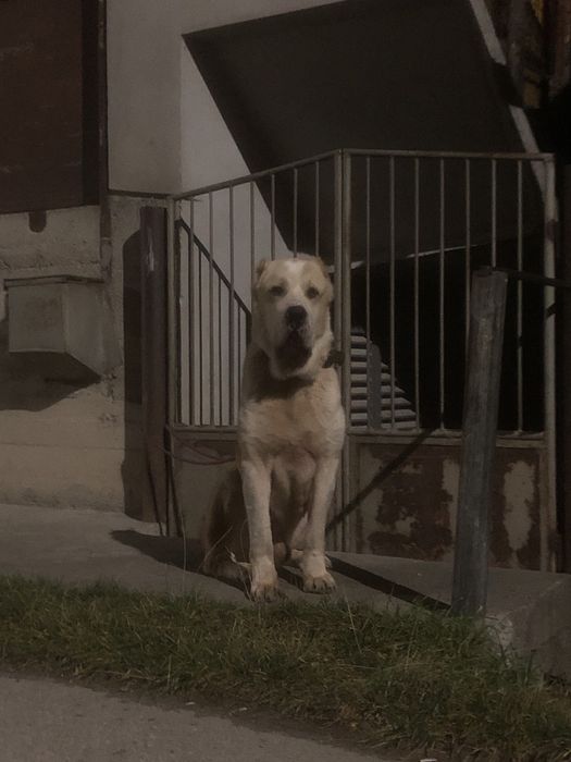 Disponibil mascul asia centrala