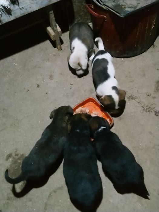 Donez  căței de talie mică