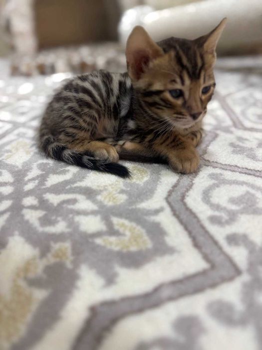 Продаются бенгальские котята