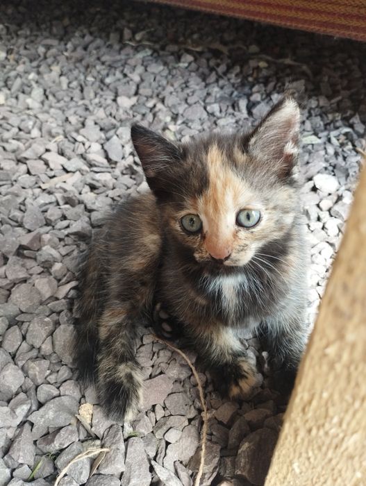 Отдам котят в хорошие руки
