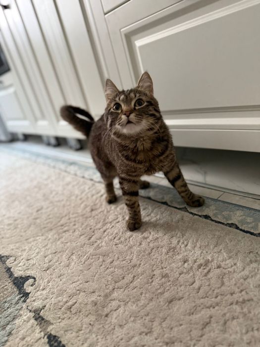 Кошка маленькая отдам бесплатно