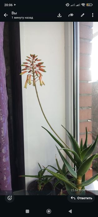 Алоэ алой алои алое цветы