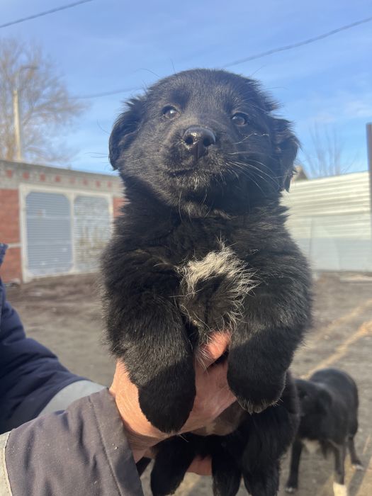 Собачки,щенята в добрые руки.