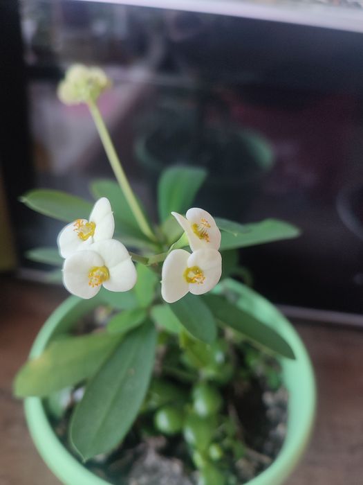 Молочай Миля белый.