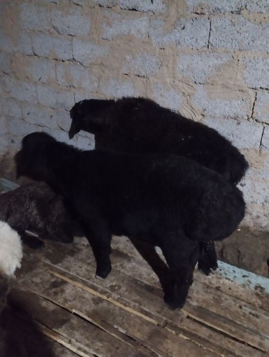 Қой қошқар қошқар