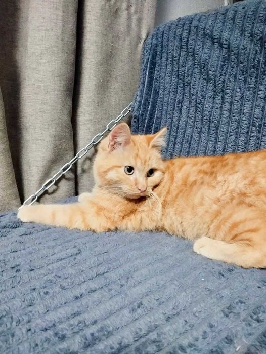 Рыжий котик ищет дом