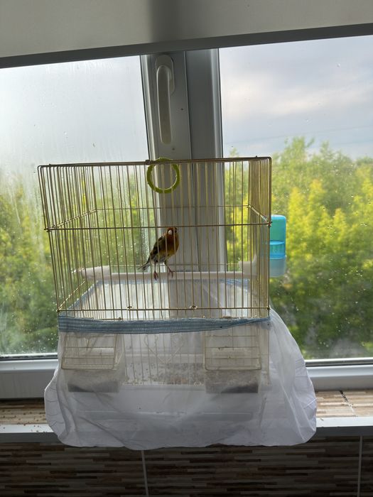 Продам кенор гибрид