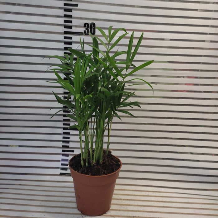 Пальма Хамедорея