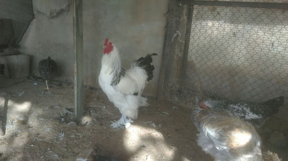 Продаю свой инкубатор на 480 яиц.На фото выведенная птица с моего инку