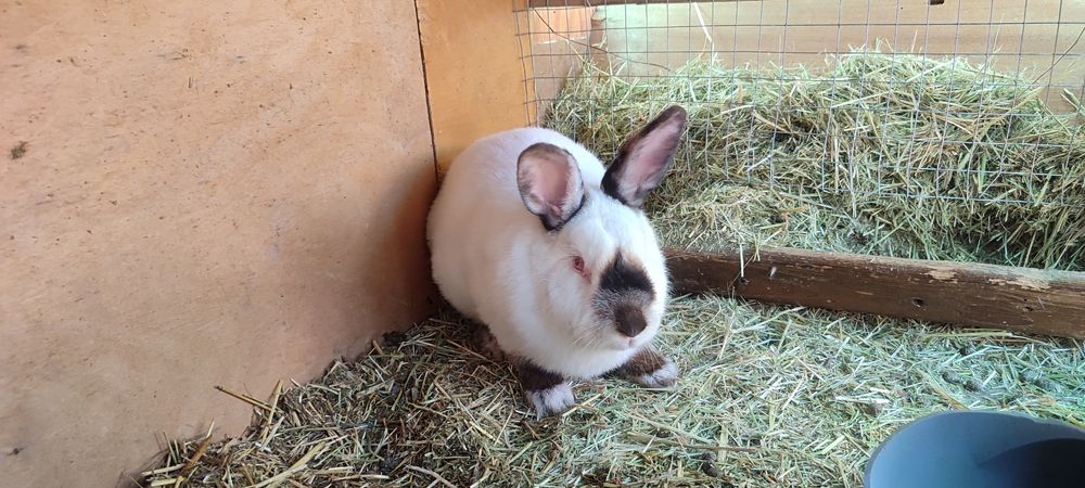 Хар хил турдаги ва рангдаги куйонлар бор, келиштириб берилади