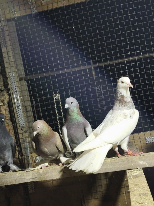 Шракахосты Голуб