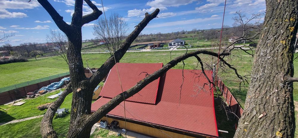 taiere, brazi /plopi /stejari  dificili,  uscat greu accesibili