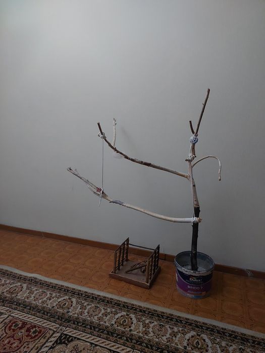 Стенд для попугаев дерево