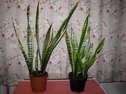 Сансевьера Лауренти (Laurentii).