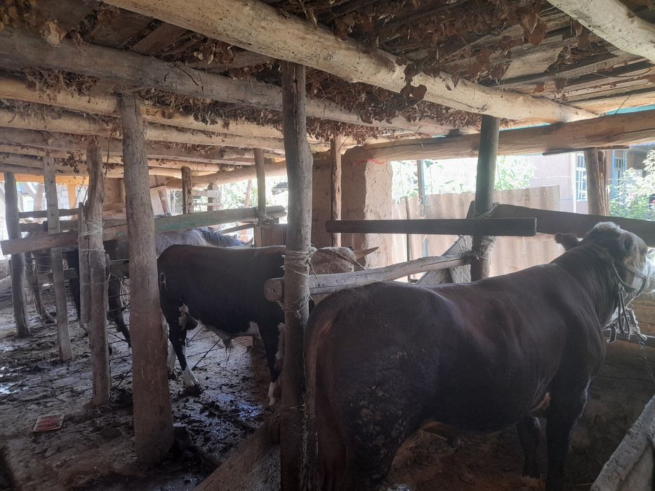 Ташкент вилоят бостонлих тумани абаида  6 хонали уи ва 2 хона времена