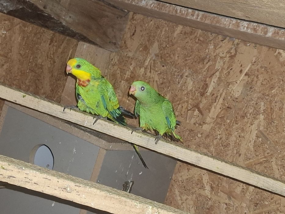 Pagalii mai multe specii