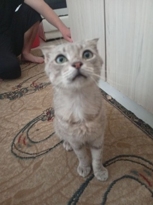 Шотландская вислоухая кошка