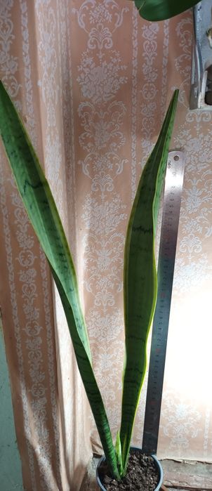 Тещин язык (Сансивьера)