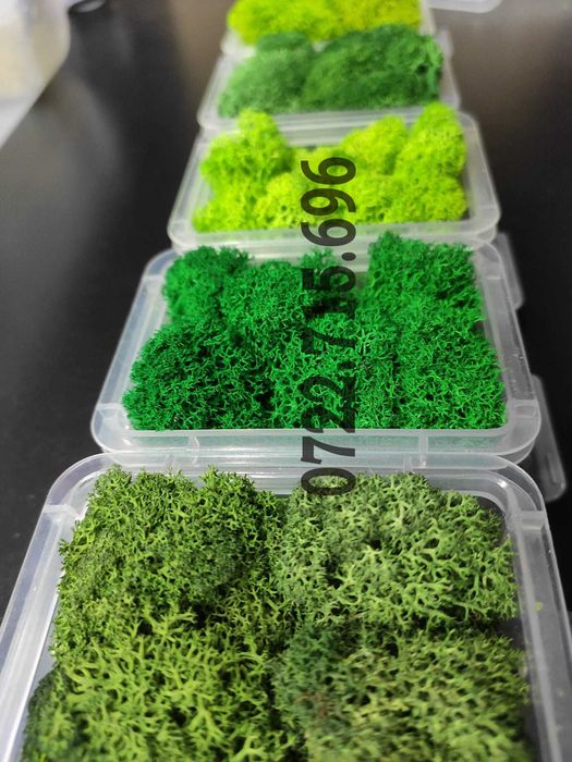 Licheni Craiova, pret Importator direct