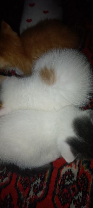 Котята 1.5месяца