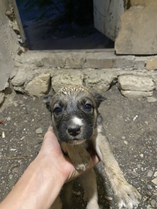 Алабай күшіктер арзанға беріп жіберем