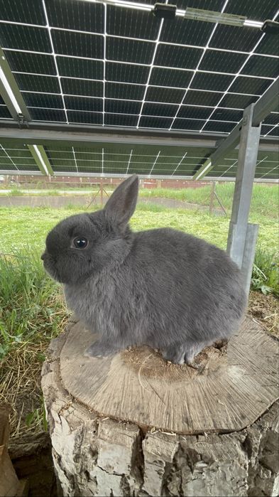 Vind mascul de pitic varsta 5 luni