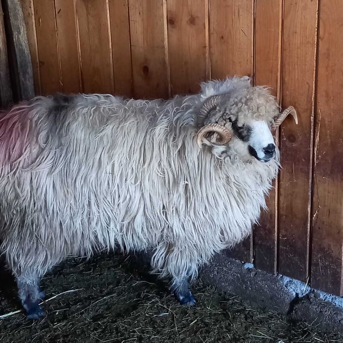 Vand oi detalii la numar