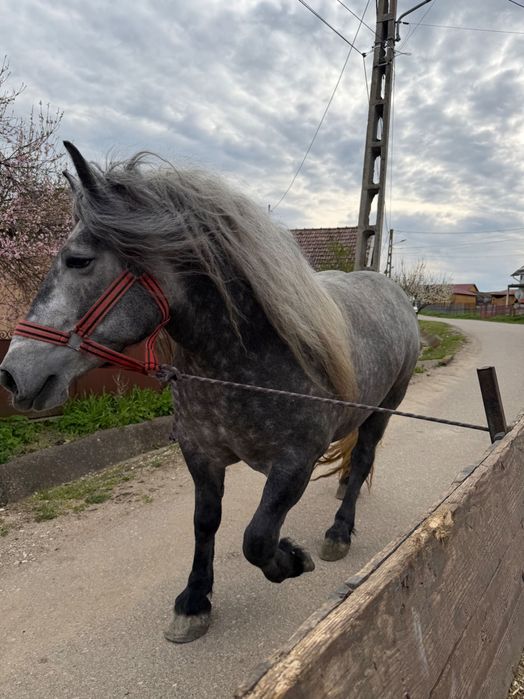 Mânză Sura de Vânzare