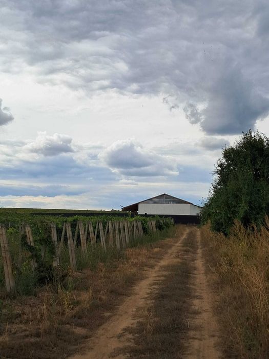 Vand Vie - Panciu VN - soiuri de vin si masa