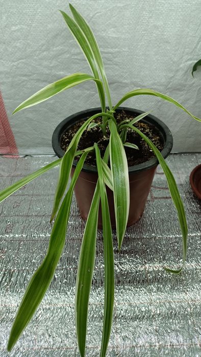 Цветы комнатные разные