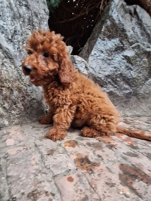 Pudel/Caniche mascul