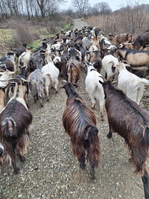 Vand 134 de capre si 7 tapi