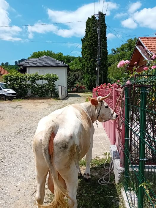 Vaca buna de lapte