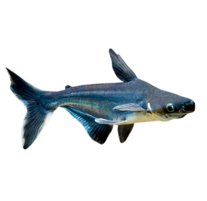 Рыбки для акварюма